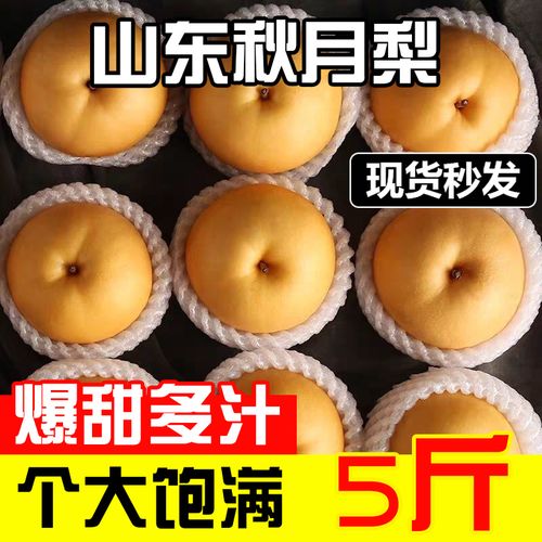 山东莱阳羊脂秋月梨冰糖梨5斤丰水梨子大果产地直发新鲜水果 3斤装(3