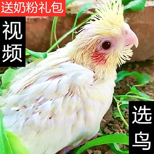 牡丹鹦鹉雏鸟手养红嘴牡丹鹦鹉牡丹鹦鹉半毛雏鸟牡丹鹦鹉爱情鸟10