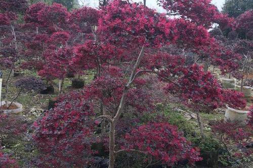 0/棵 造型红继木桩 造型红继木