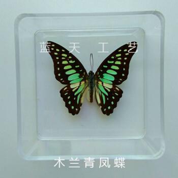 蝴蝶标本真蝴蝶标本div创作学生教学透明盒子装拍摄道具 木兰青凤蝶