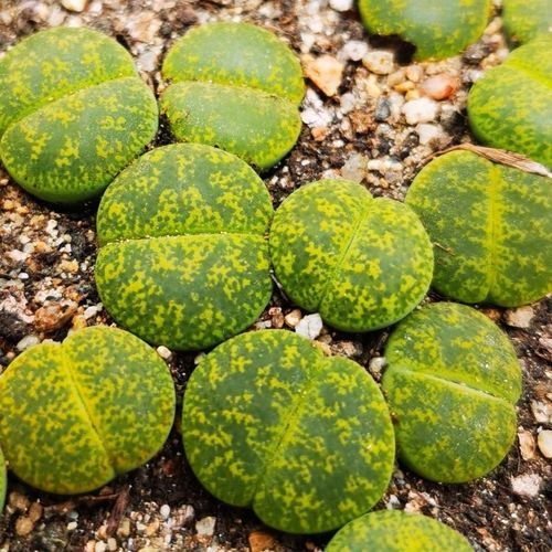 【两棵装】多肉植物 番杏科 生石花 石头花 绿紫勋 2年 1.3厘米