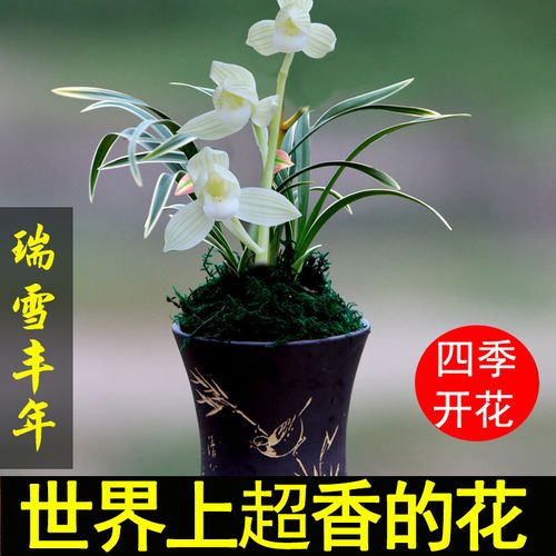 金边兰花瑞雪丰年矮o种植物办公室盆栽花卉浓香室内
