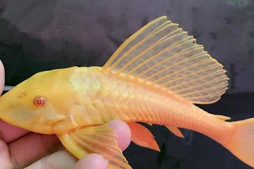 0/条 纯正红眼清道夫鱼吸尘鱼吃青苔的鱼耐养吸尘鱼垃圾鱼大帆女王