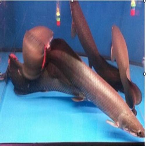淡水热带大型宠物观赏鱼凶猛红尾巨骨舌鱼红尾鱼大型宠物【3月13日发