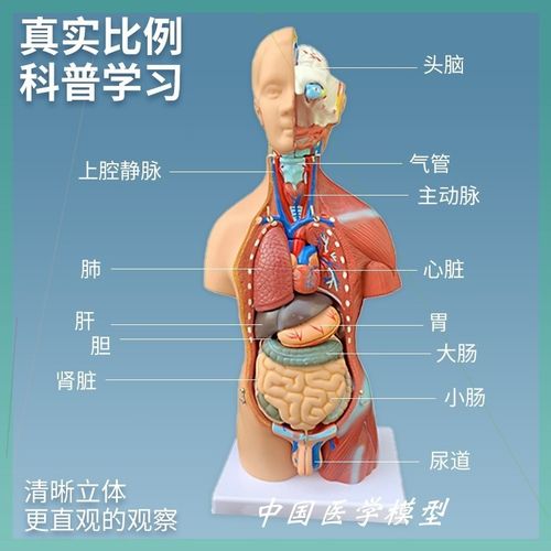 肌肉解剖学腹腔构造人体解剖模型结构脊椎胸五脏六腑55cm假人器官