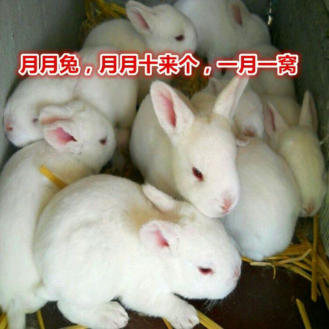 兔子活体大型肉兔月月兔新西兰兔比利时肉兔苗白兔可长15斤可繁殖【4