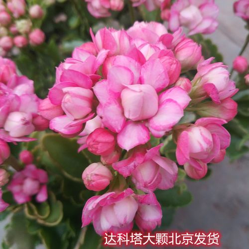 长寿花达科塔也叫玛格丽特重瓣花期长盆栽花卉凤尾长寿花室内客厅