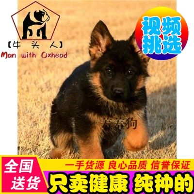 纯种德国牧羊犬幼犬活体德牧幼崽宠物狗狗大骨架工作犬警犬护卫犬