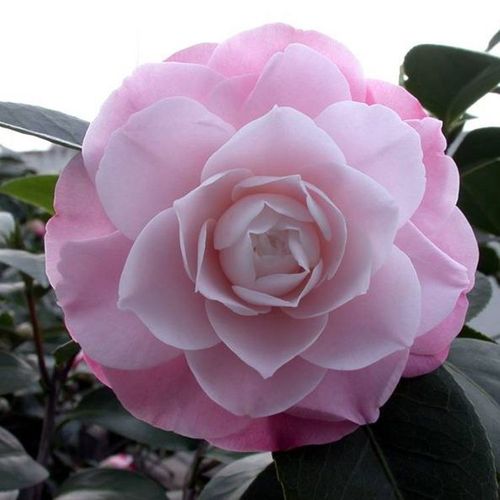 精品牛西奥雕石美人艳福建龙岩正品茶花苗进口茶花粉色山茶花名贵