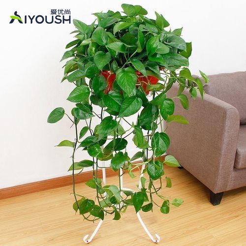 绿萝垂吊爬藤植物花卉绿植装饰室内客厅盆栽简约架子落地阳台庭院