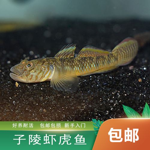 子陵白面李氏虾虎鱼小型好养易活包邮练手活体淡冷水底栖原生溪吻