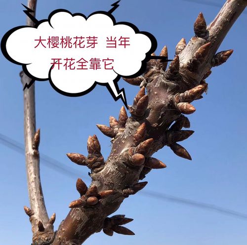 带花芽的大樱桃车厘子树苗真正当年开花结果大樱桃树青岛黄蜜俄八
