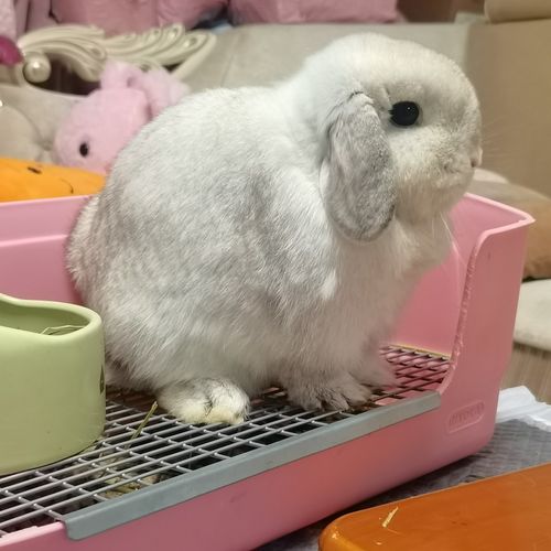 上海家养双血统荷兰短毛垂耳兔
