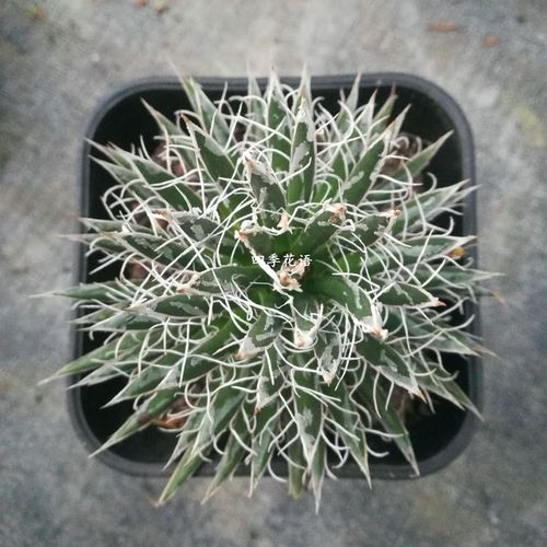 四季花语 精选树冰龙舌兰科目植物 精品龙舌兰植物