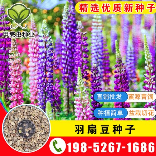 羽扇豆种子春秋播鲁冰花种子籽子庭院绿化易种花种多年生盆栽花籽