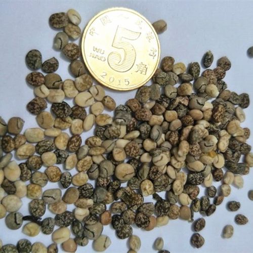 多年生鲁冰花种子羽扇豆四季种易活室外庭院阳台花籽盆栽花草种子