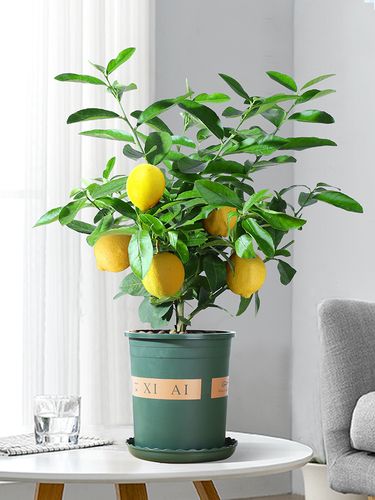 柠檬盆栽花卉室内客厅大型植物带花结果绿植网红棒棒糖香水柠檬树