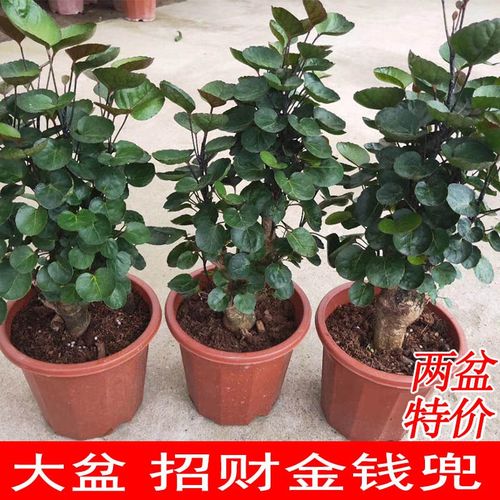 金钱兜盆栽羽叶福禄桐好养客厅植物盆栽树桩招财常青室内绿植花