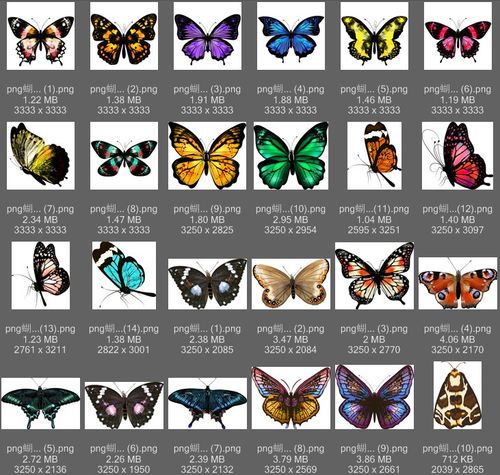 s0001 ai eps png矢量免扣图171个真实蝴蝶图片蝴蝶剪影设计素材