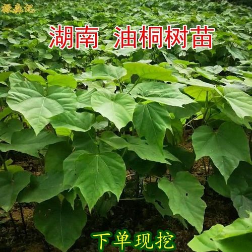 湖南桐油树苗种植园林桐子树绿植下单现挖油桐树种苗包邮【2月22日发