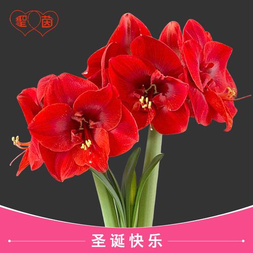 圣茵朱顶兰南非进口洋朱圣诞快乐单瓣易护养朱顶红种球