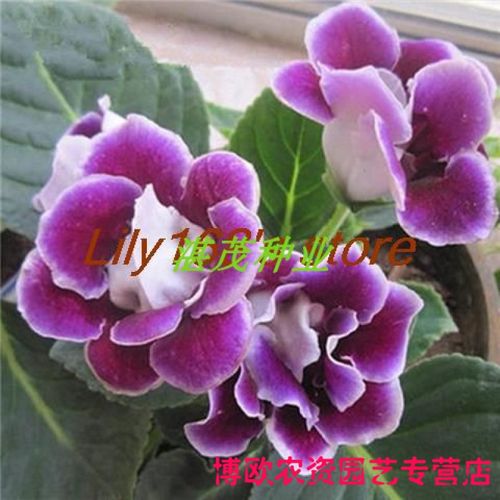 重瓣大岩桐花种子 富贵芙蓉花种子 大岩桐种子 四季易种花卉种籽 重瓣