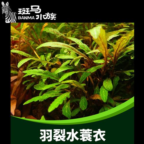 雨裂水蓑衣水草活体羽裂蓑衣鱼缸造景水草淡水植物懒人好养真水草