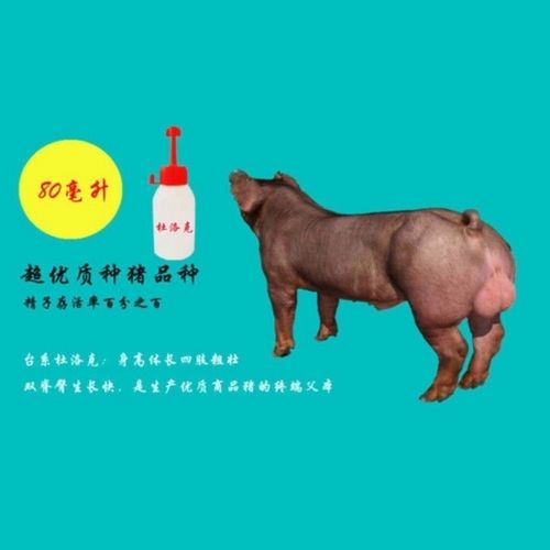特优台系杜洛克猪鲜精人工受精,大白,长白