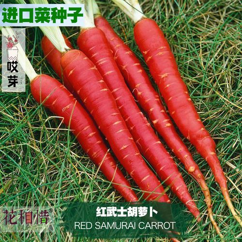 红武士胡萝卜种子进口四季播种地栽盆栽蔬菜种籽瓜果红水果胡萝卜