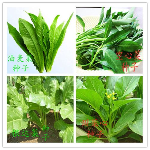 根达菜 种子君达菜种子甜菜心种子油麦种子柳叶空心菜种子野菜种