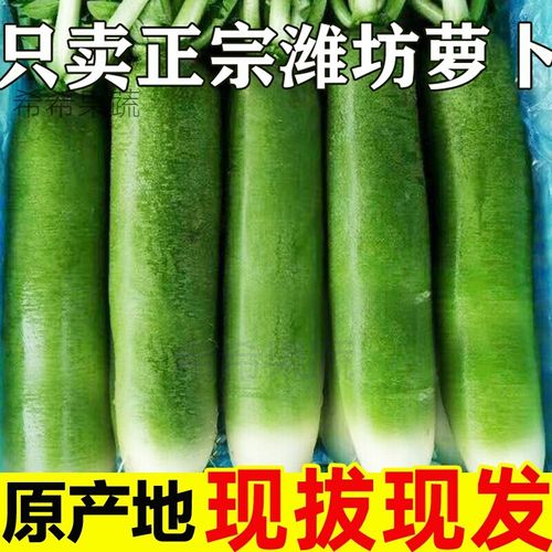 潍坊萝卜水果萝卜甜脆5斤新鲜潍县青萝卜蔬菜正宗水果