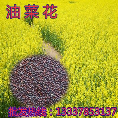 包邮观赏油菜花种子易种耐寒耐旱高产榨油矮杆油菜花籽花海卉种子