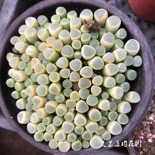 多肉植物五十铃玉群多肉可爱萌物阳台生活家居特价花卉绿植盆栽
