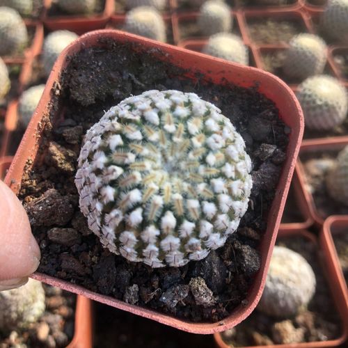 精巧殿娇丽属红花美刺优选稀有精品仙人球仙人掌一物一拍直供