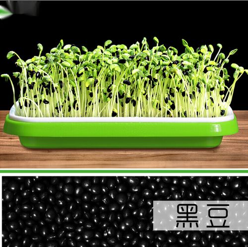 水培蔬菜土栽培蔬菜设备豆苗家庭种植盘育苗盘 黑豆500克(豆芽罐专用)