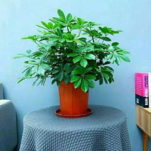 鸭掌木四季常青鸭脚木八方来财室内客厅阳台办公室盆栽绿植四季好养护