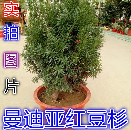 红豆杉树苗南方红豆杉小苗盆栽曼地亚红豆杉盆景当年结果包邮