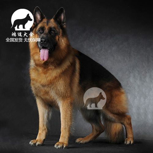 纯种德牧幼犬幼崽德国牧羊犬警犬宠物狗活体狗崽大型犬狼狗黑贝犬 包