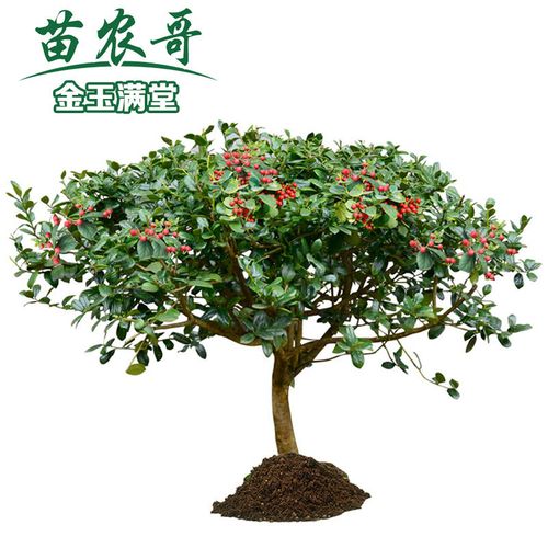 金玉满堂树球 四季常青园林绿化植物无刺枸骨球庭院绿化苗木 树苗