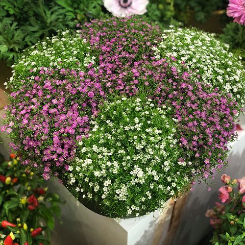 吉普赛满天星盆栽细叶花苗四季开花 孔雀花阳台垂吊花卉植物爆盆