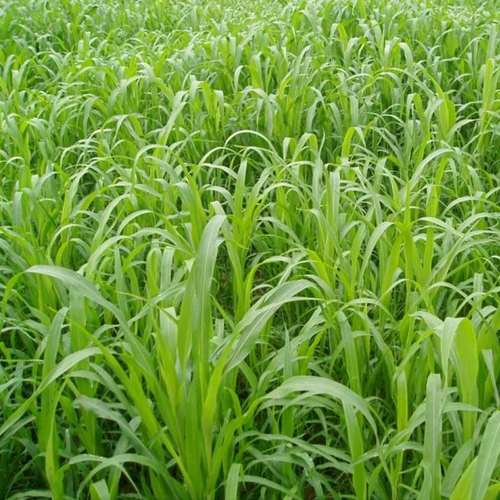 鱼草种子苏丹草一年生夏季高产宽叶耐旱牧草种子高丹草鸡鸭鹅草籽