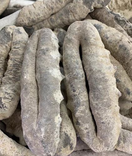 特级大猪婆参澳洲进口海参野生淡干海参干货深海刺参非即食