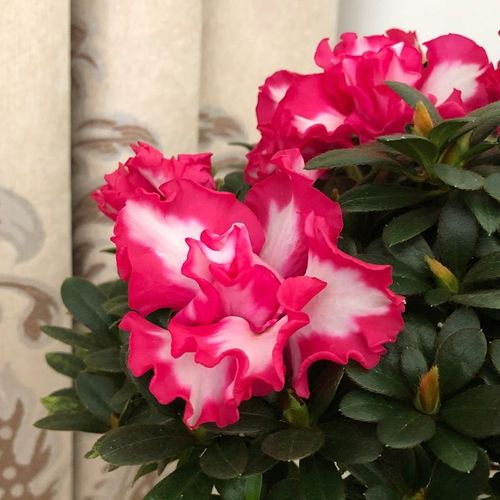 精品宽边红西玛红双喜杜鹃花盆栽带花苞四季开花好养阳台花卉绿植