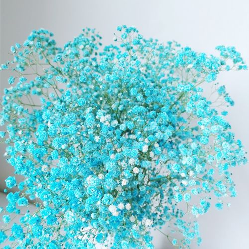 远方的花 鲜花满天星 蓝色满天星500g