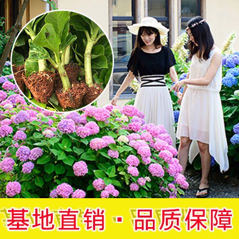 绣球花苗云南鲜花基地直发 室内阳台庭院盆栽花苗无尽夏八仙花苗