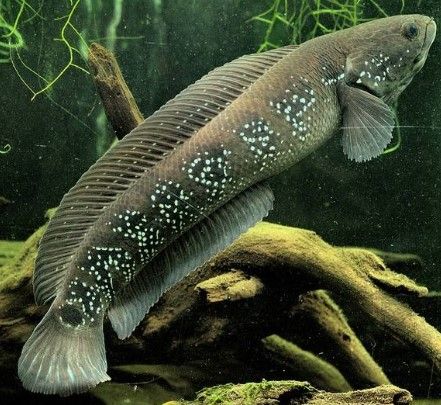 冷水观赏七星鱼耐氧山斑鱼食用滋补药鱼原生态雷龙鱼河溪秤星鱼苗