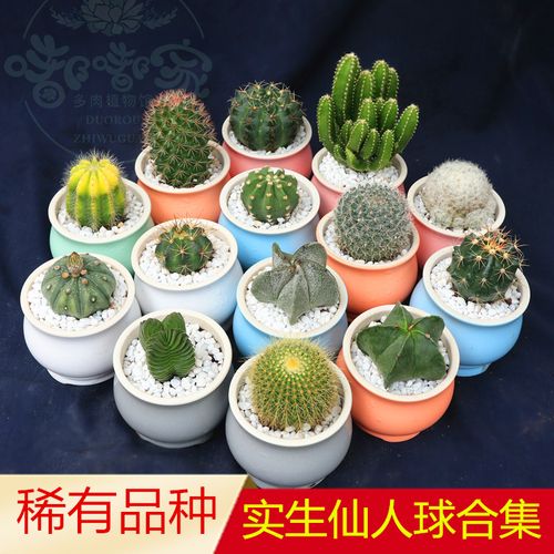 仙人球 实生仙人球盆栽仙人掌多肉植物稀有品种防辐射植物趣味