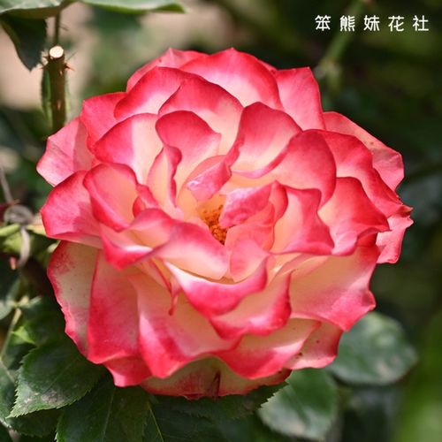 摩纳哥王子/公爵 大花花卉月季苗 北京玫瑰中大苗丰花月季花卉苗