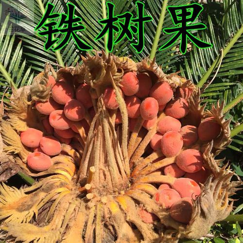 伟博中药材铁树果  铁树籽 凤凰蛋 苏铁果实  500克 500