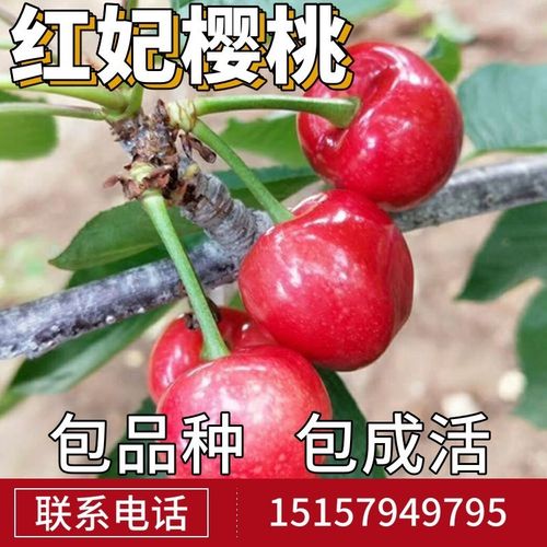 红妃樱桃苗南北方庭院地栽特大果树苗盆栽嫁接车厘子树苗当年结果